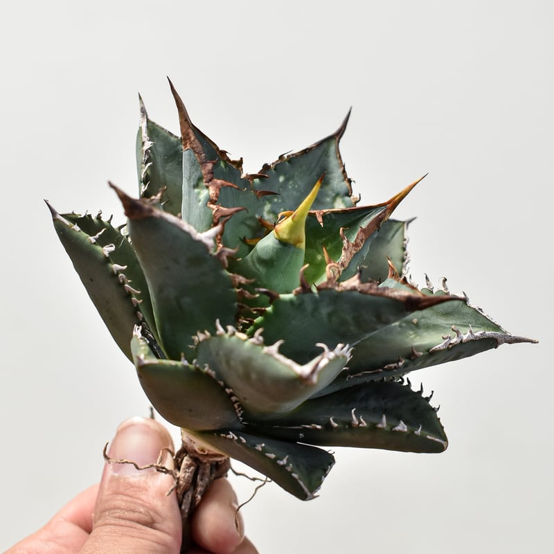 現品 親株 アガベ チタノタ 海王 アガベ チタノタ 