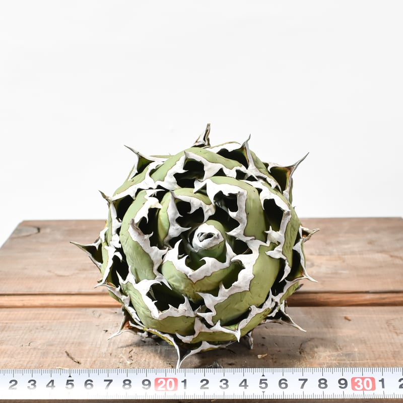 アガベ チタノタ ドワーフ / 