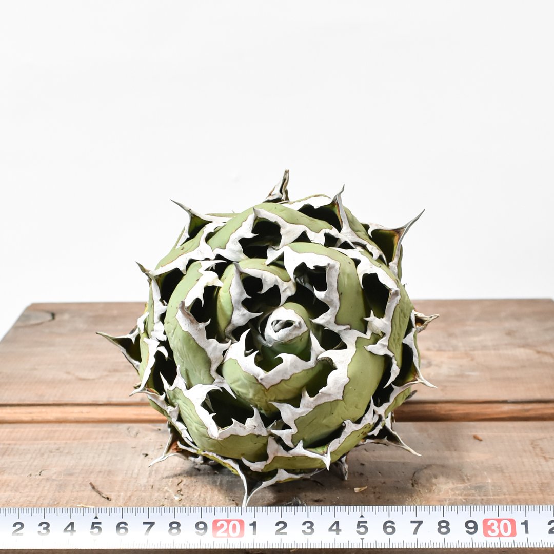 アガベ チタノタ ドワーフ / 