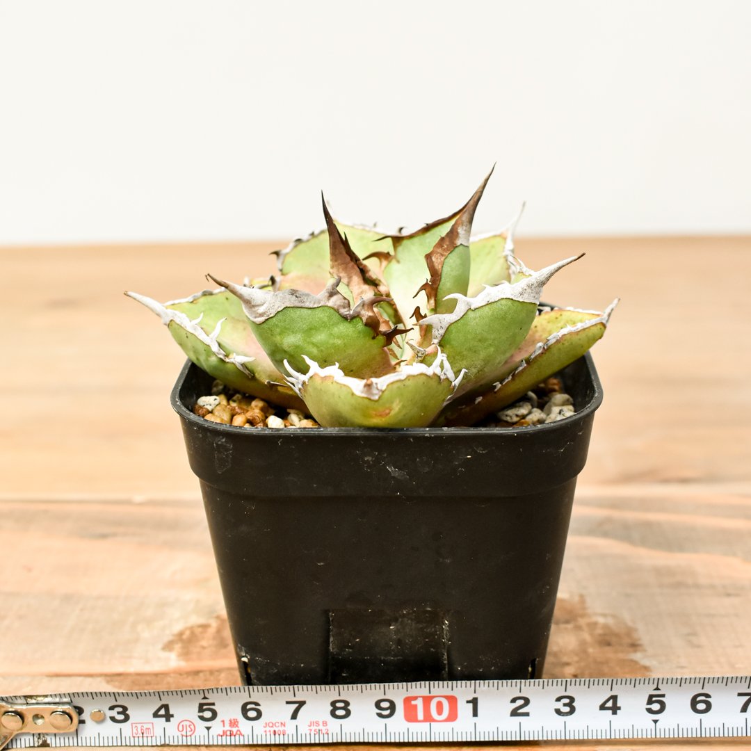 アガベ　チタノタ　シャークソード　良血統 アガベ チタノタ シャークソード 良血統 🌿 Agave titanota