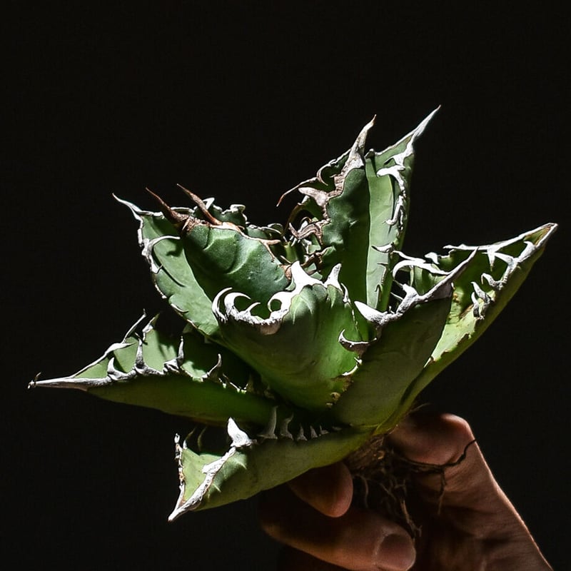 アガベ チタノタ 