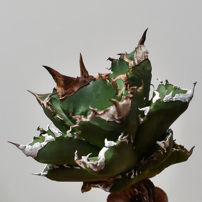 アガベ チタノタ ホワイトファイヤー 