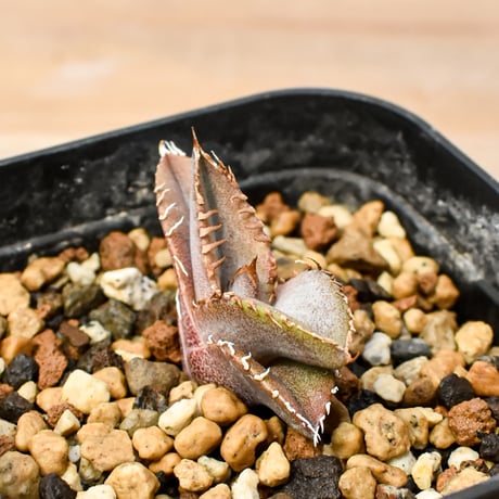 【RAFLUM育成株 5個セット】アガベ Mexico oteroi seeding / オテロイ実生 メキシコ産【RAFLUM産/実生/子株】D