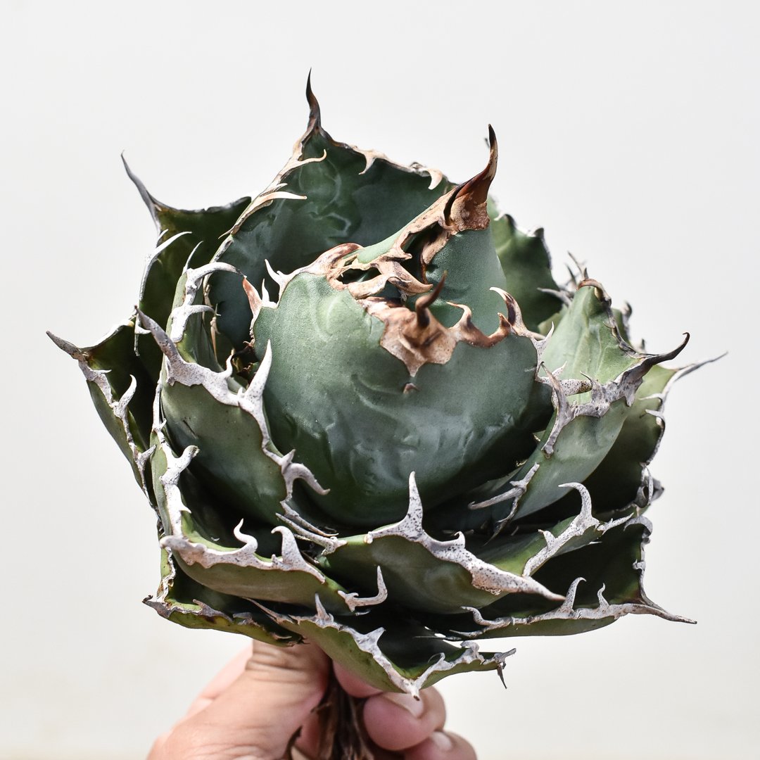 白鯨　アガベ　チタノタ　ボール　親株 アガベ チタノタ 白鯨 wh アガベ・チタノタ白鯨（ボールタイプ