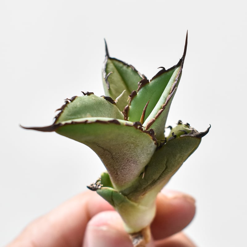 ダイス様おまとめアガベ ダイス様おまとめアガベ