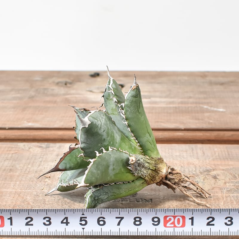 アガベ チタノタ 