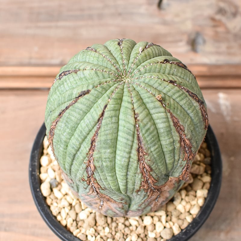 ユーフォルビア オベサ 【発根済み】HK2402399 (T) | RAFLUM / ラフラ