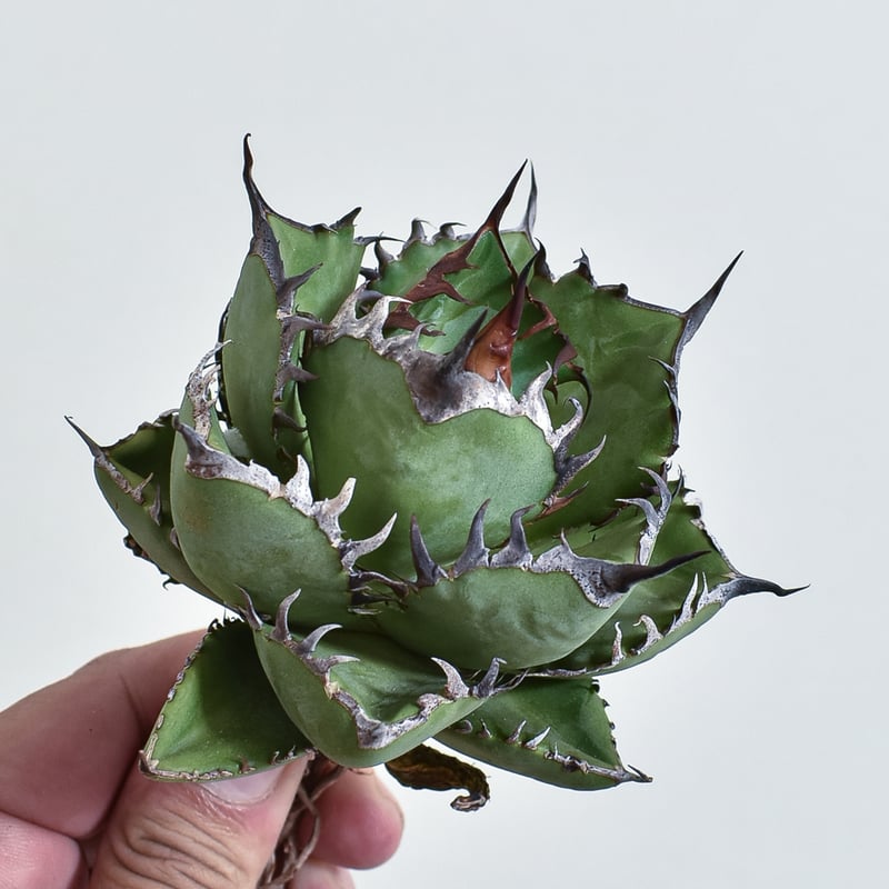 アガベ　チタノタ　緑鯨　中株 楽天市場】現品！◇アガベ チタノタ 緑鯨◇ ベアルート苗◇Agave
