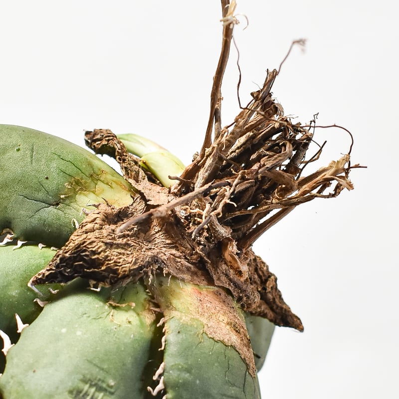 アガベ 鬼爪 OSP株 親株 子株 オテロイ アガベ 鬼爪 OSP株 親株 子株