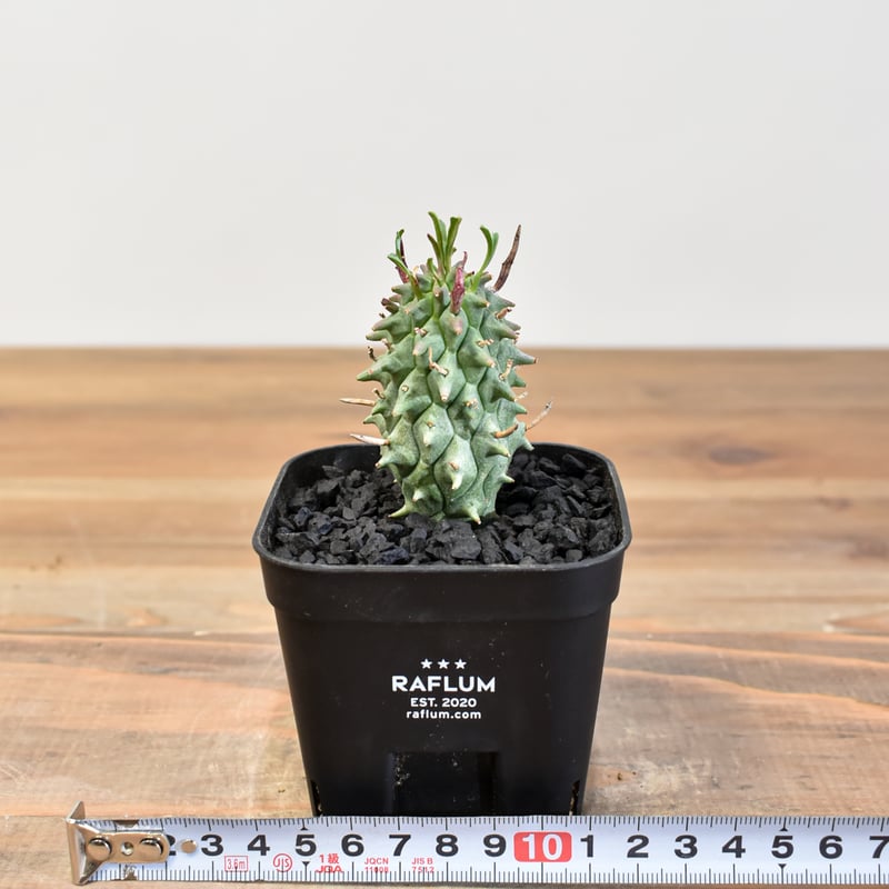 ユーフォルビア スコエンランディ 