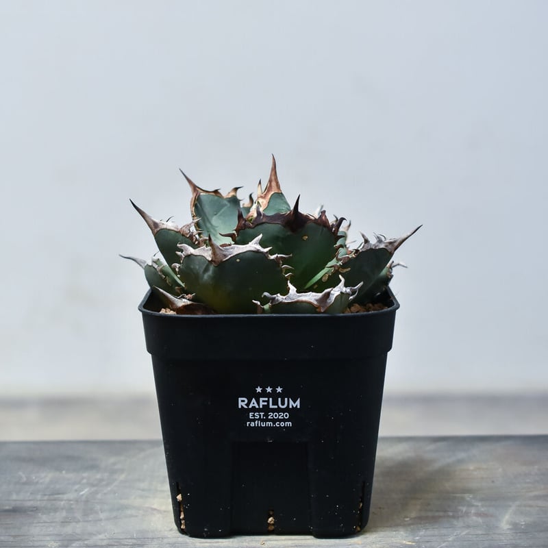 アガベ チタノタ 