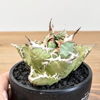 RAFLUMコレクション】テロカクタス ニドゥランス 