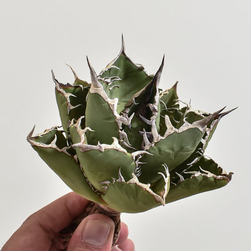 アガベ チタノタ 小島白刺【台湾 dragon agave産/抜き苗/中株