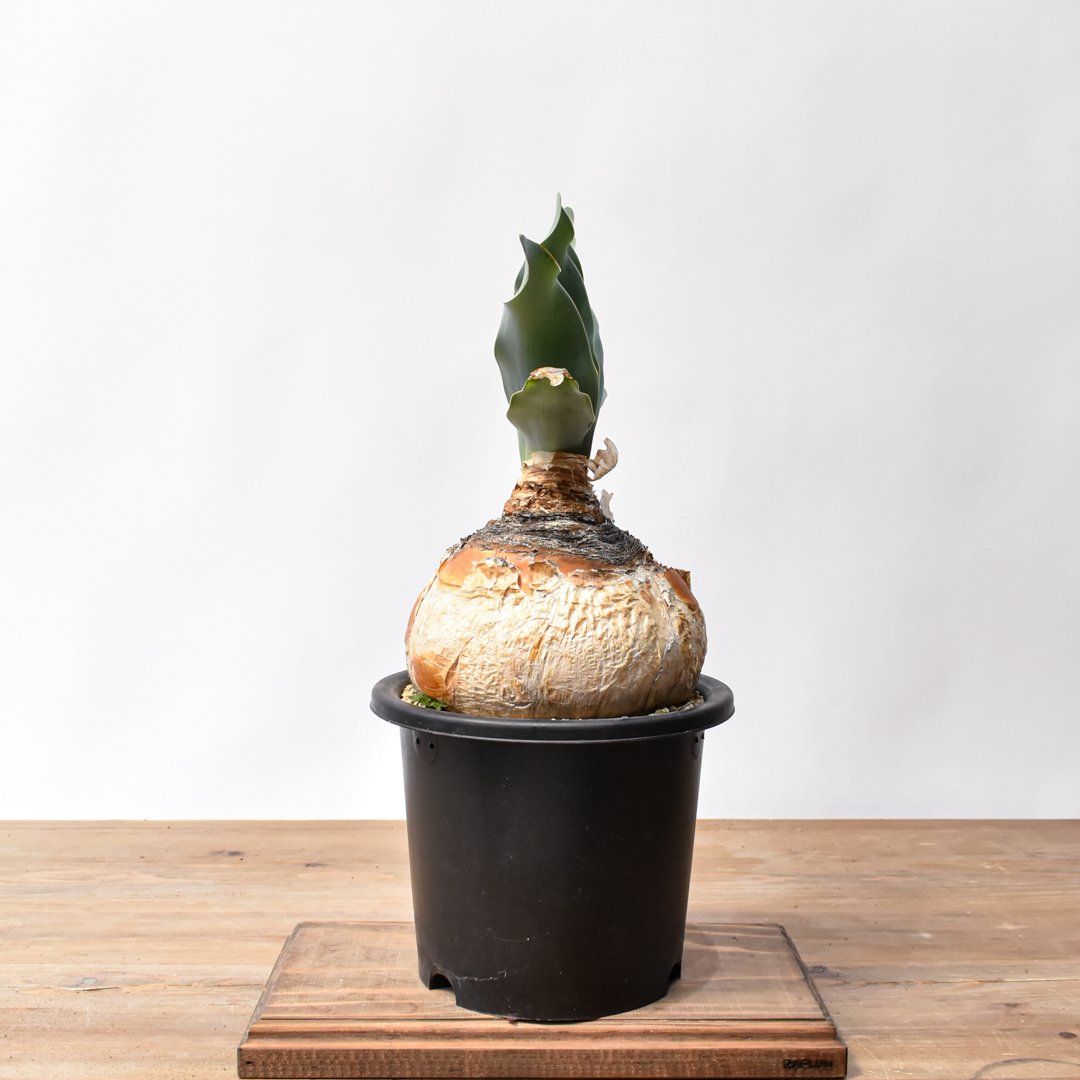 ブーファン ハエマンソイデス 