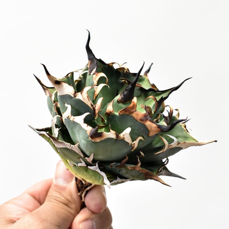 チタノタハデス | STORES