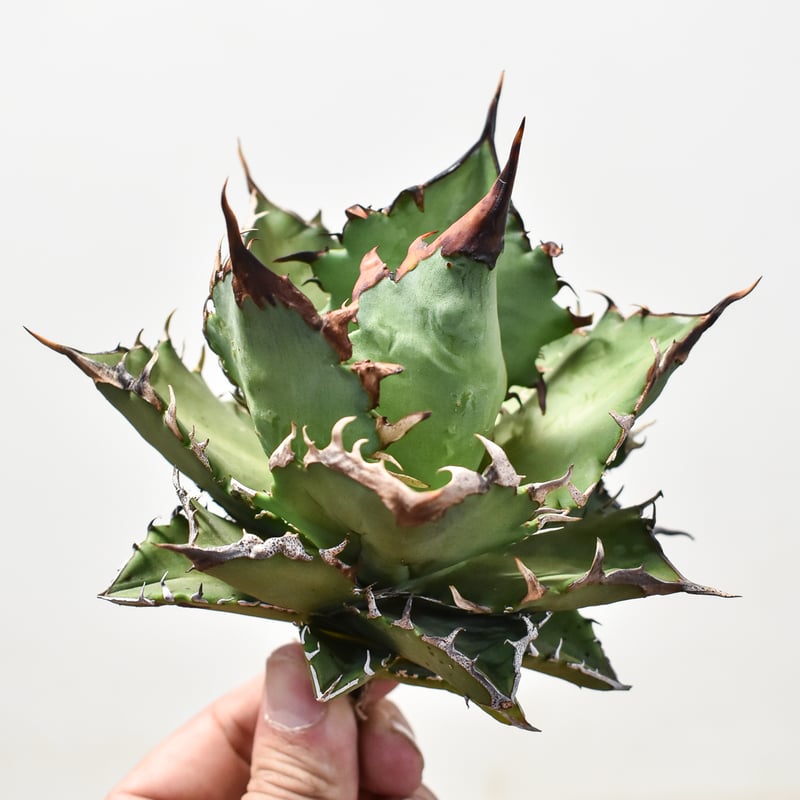 【親株】アガベチタノタ　猟豹　チーター　ドラゴンアガベ産 親株】アガベチタノタ 猟豹 チーター ドラゴンアガベ産 アガベ