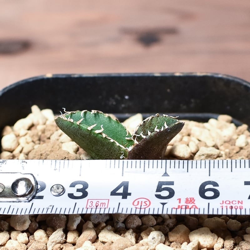 アガベ　チタノタ　追星　COK 専用 アガベ チタノタ 