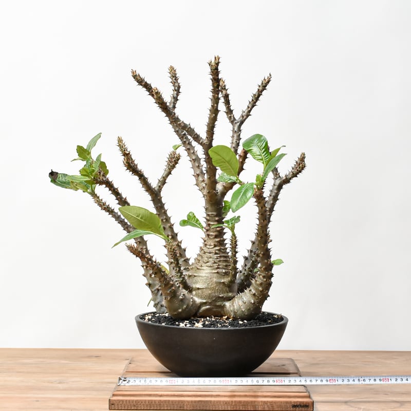 値引き❗️コレクション株❗️人気‼️ パキポディウム ウィンゾリー　国内実生株 RAFLUMコレクション】パキポディウム ウィンゾリー 