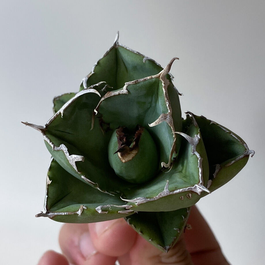 アガベ チタノタ ジャガーノート × FO-076 ハイブリッド (抜き苗