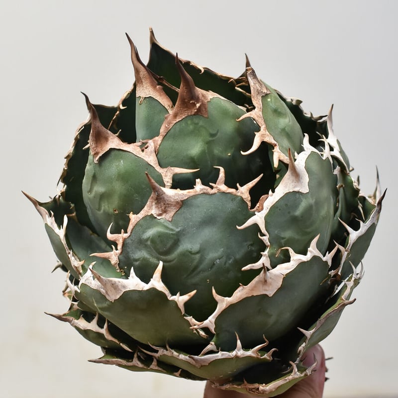 アガベ チタノタ オテロイ 