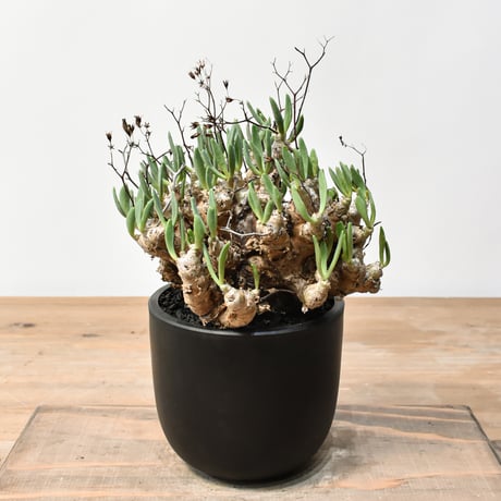 ケラリアピグマエア isla del pescado - Ceraria pygmaea-ケラリア・ピグマエア