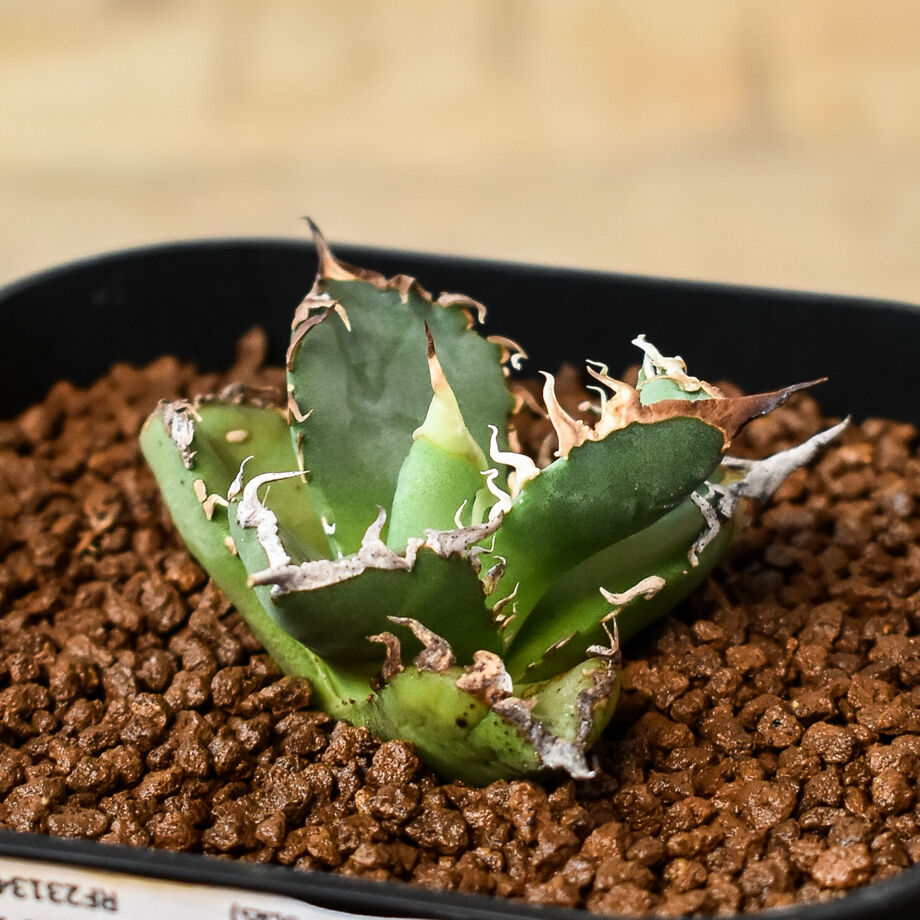 アガベ　シエラミクスティカ　子株たくさん 発根済子株 シエラミクスティカ ホワイトソーン アガベ 検）大白