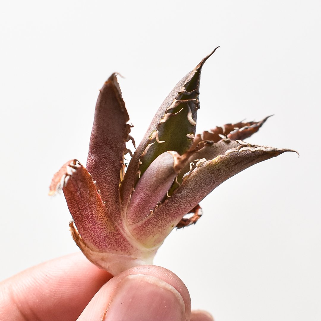 アガベ チタノタ DENNIS040 