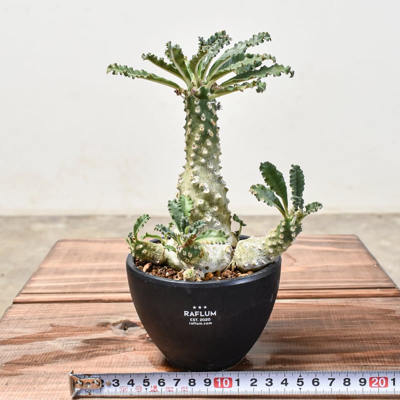 【レア/塊根植物】ドルステニア ラブラニー メス株（中株）鉢植え A ドルステニア ラブラニー 4号 プラ鉢 塊根植物 種類 土 種 鉢