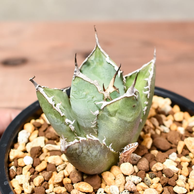 アガベ チタノタ 