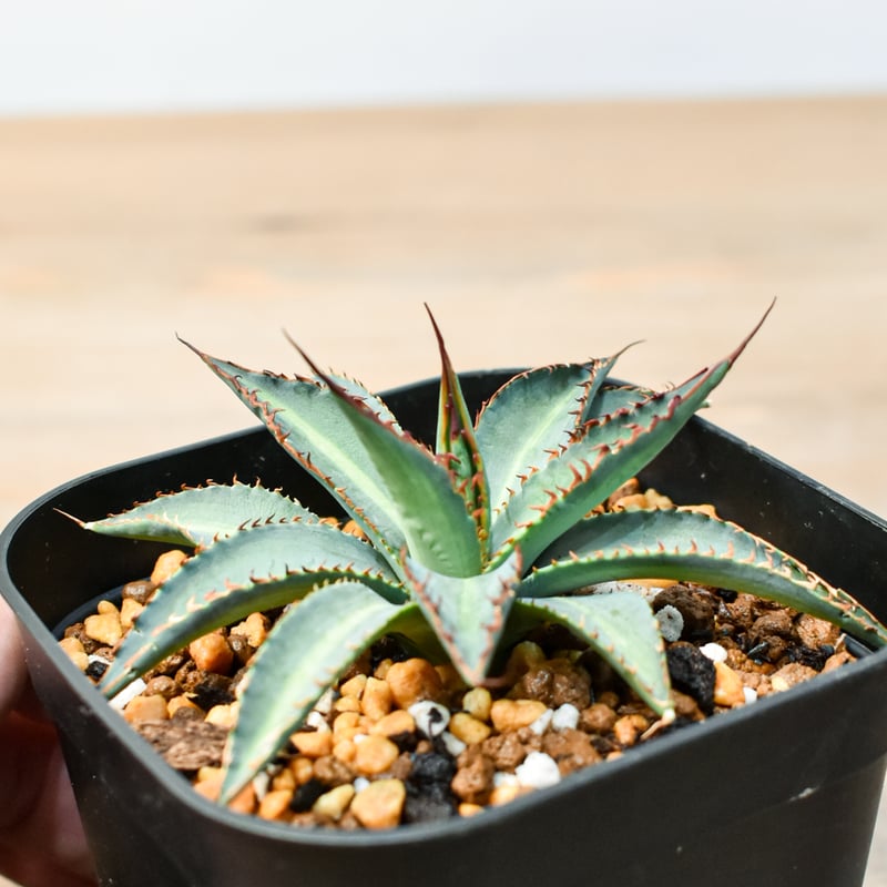 アガベ ハイブリット 