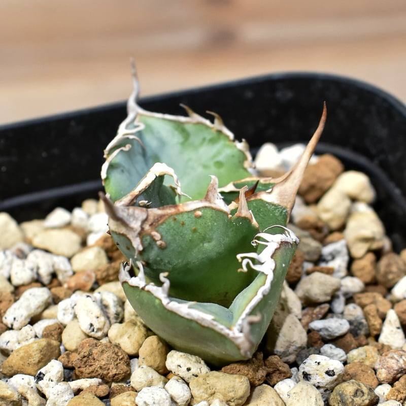 アガベ チタノタ DENNIS018 【台湾DENNIS産/発根済み/子株】DN2402