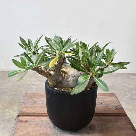 パキポディウム　マカイエンセ＊現地株、発根済 パキポディウムマカイエンセ現地球赤肌発根株(鉢付き)