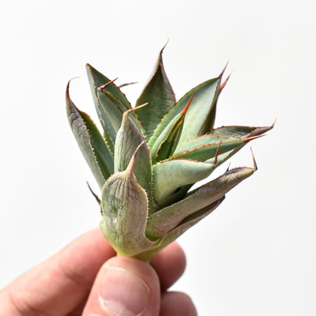 台湾アガベ | STORES