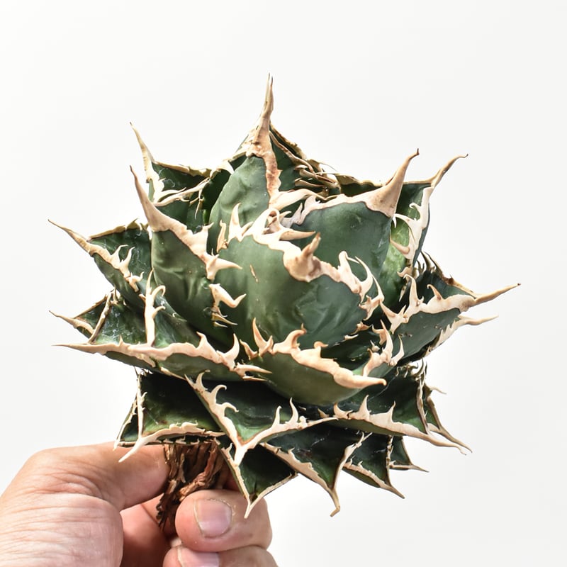 5CLAW】アガベ チタノタ 