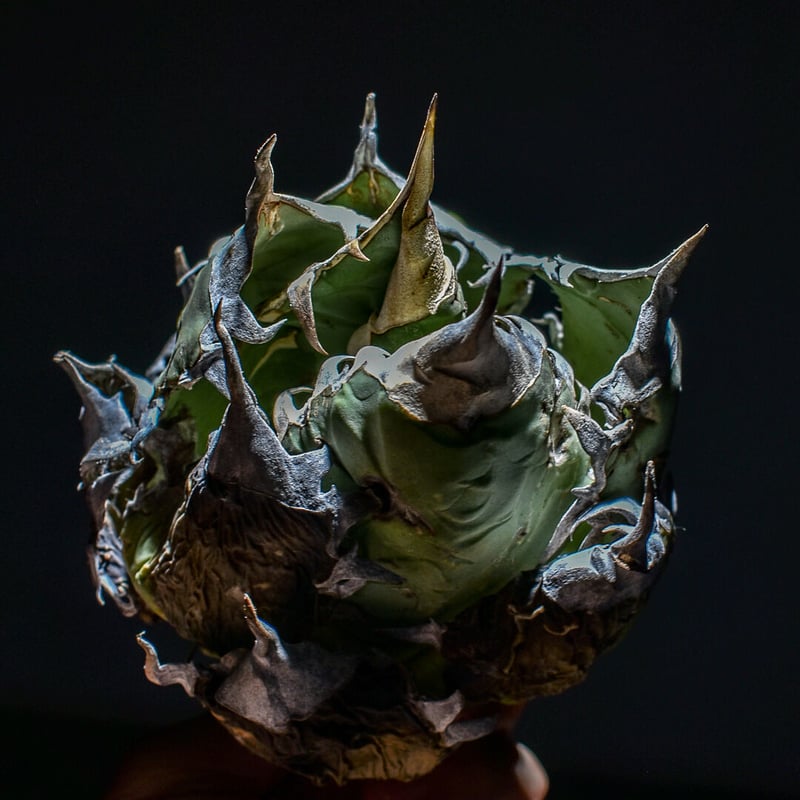 アガベ オアハカ 