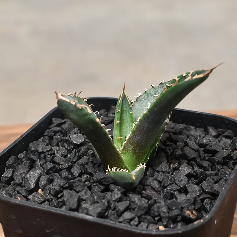 アガベ チタノタ ホワイトファイヤー 