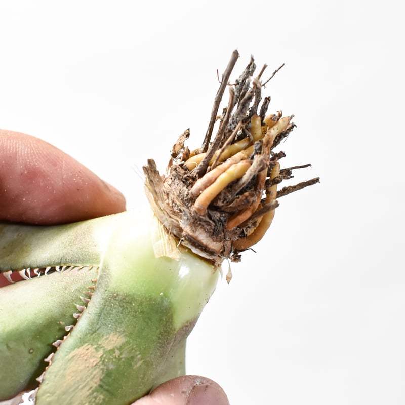 アガベ　オテロイ　実生　抜き苗発送　小型アガベ 鋸歯状葉 2023seedling oteroi ハート型の葉をした実生 鋸歯も鋭く、特徴的です