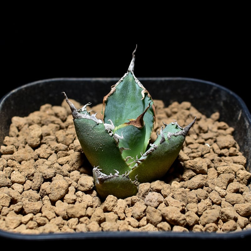 アガベ チタノタ 