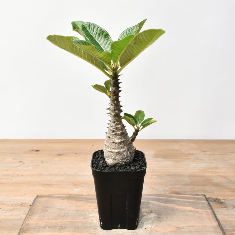 パキポディウム ウィンゾリー 【実生】RFHK25011483 | RAFLUM