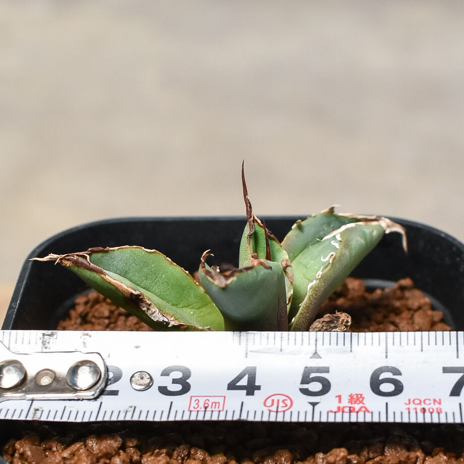 アガベ チタノタ ハデス 