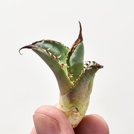 アガベ チタノタ 巨獣 【台湾 dragon agave産/抜き苗】DG2400613
