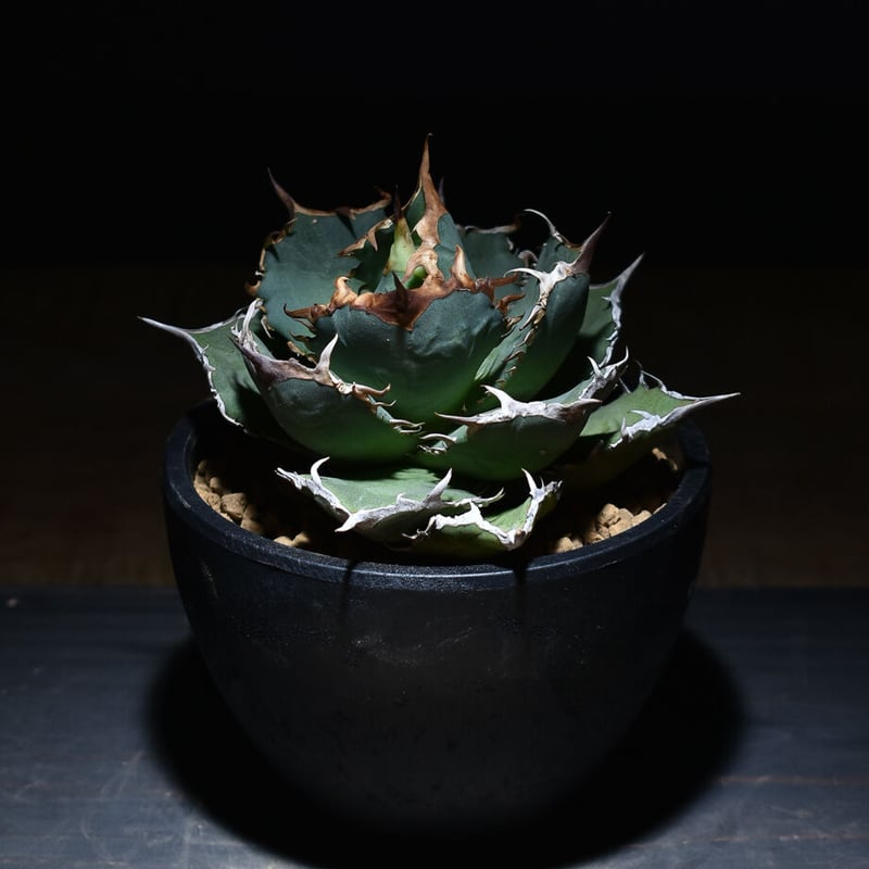 9/28 アガべチタノタ NEW.B カキコ出品 (シエラ ホホジロ ivory アガベ