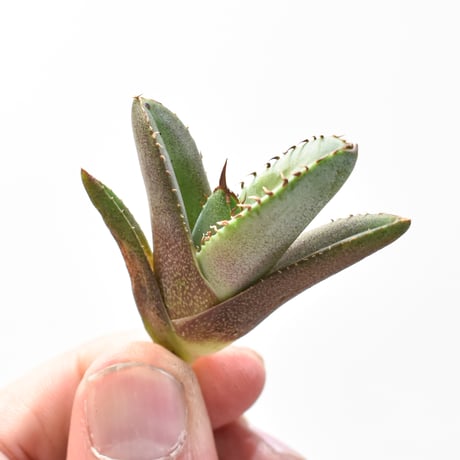 アガベ　チタノタ　白妖　縞斑　オテロイ アガベ チタノタ 白妖 縞斑 オテロイ