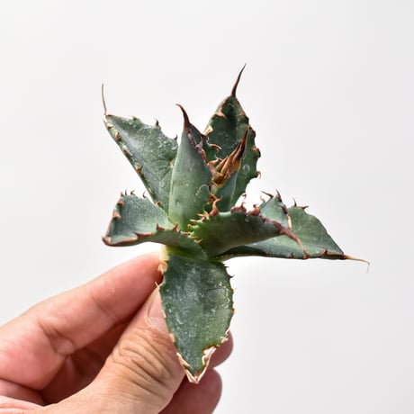 エボリBB ユタエンシス×bb | STORES