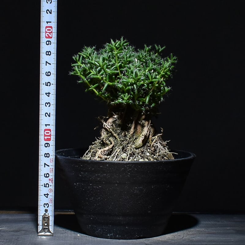 トリコディアデマ ステラツム 宙来宝 RF230116 | RAFLUM