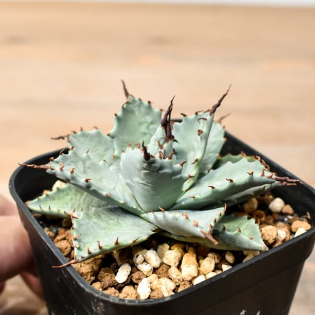アガベ ハイブリット 日系イシスメンシス×象牙妖炎（陽炎エボリ）【台湾botanical_seeker産】RF25011388