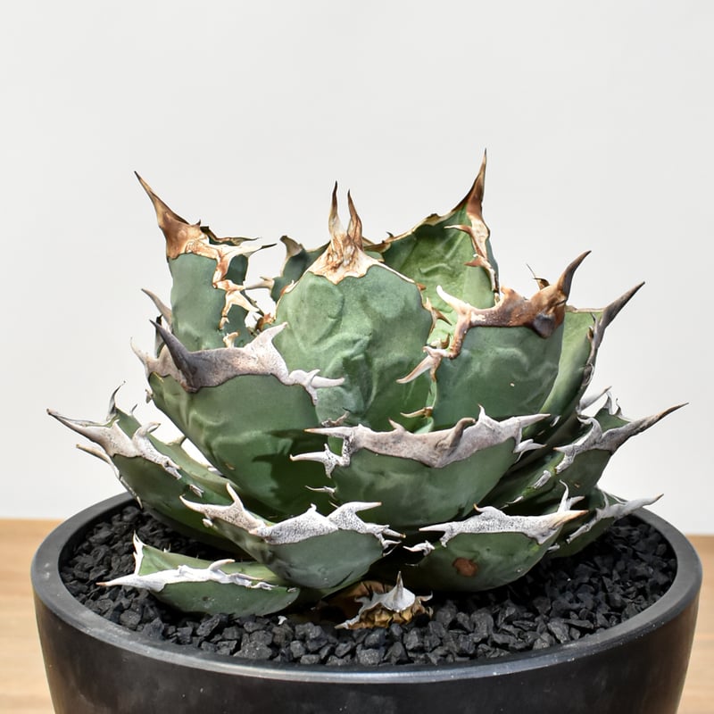 アガベ チタノタ 