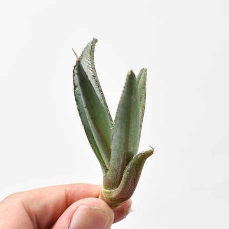 アガベ  "グリーンブル"/ "緑牛" 【台湾 dragon agave産/発根済み/子株】G DGC2410017(T)
