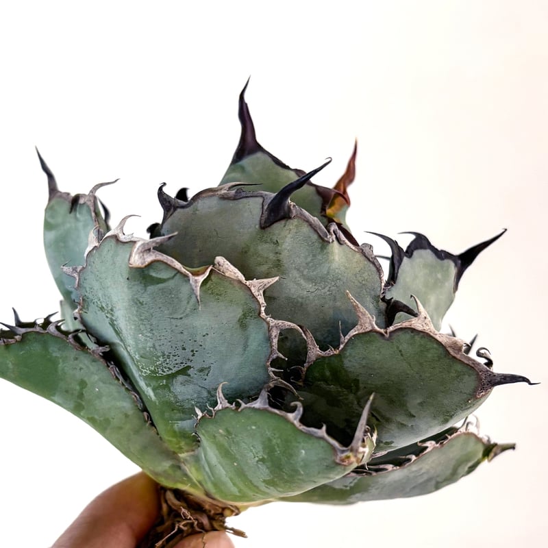 アガベ チタノタ ブラックアンドブルー / BB 藍球 