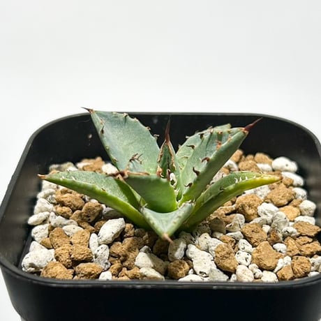 CATEGORY アガベ チタノタ DENNIS ホリダ×鬼爪（026） 